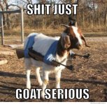 shit-just-goat-serious.jpg