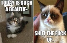 stfu-grumpy-cat_zps5c0e29bf.jpg