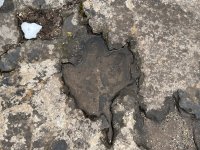 IMG_7968.jpeg
