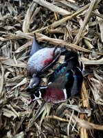 Wood ducks 10_23_2025.jpg