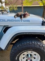 Wood ducks and jeep.jpg